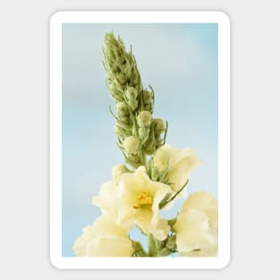 Verbascum x hybridum  &#39;Snow Maiden&#39;  Mullein Sticker